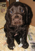 stanley